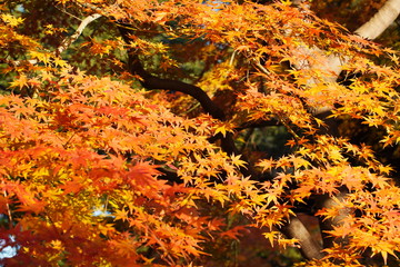 日本の東京都の旧古河庭園の美しい秋の風景