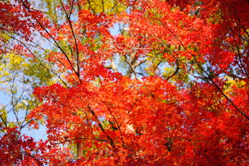 日本の東京都の旧古河庭園の美しい秋の風景