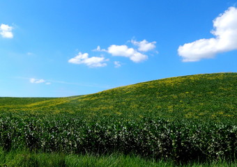 Obraz premium campagna toscana