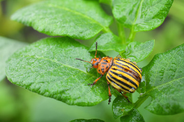 Colorado potato beetle sits on a green leaf of potato.Potato pest