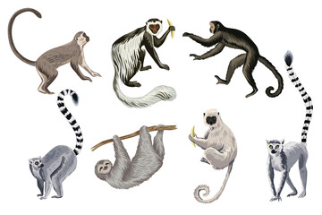 Tropical vintage wild animals clip art. Monkey, lemur, sloth wildlife print. - obrazy, fototapety, plakaty