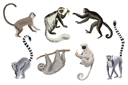 Tropical vintage wild animals clip art. Monkey, lemur, sloth wildlife print.