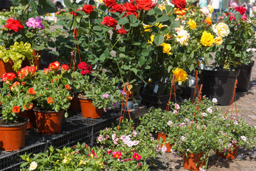 Fototapeta na wymiar sale of flower pots with ornamental spring flowers on the outdoor farmers market