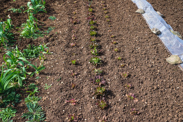 Spring gardening or farming concept. Green lettuce crops