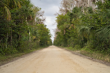 Fototapeta na wymiar Everglades Florida Nature Weg durch die Everglades