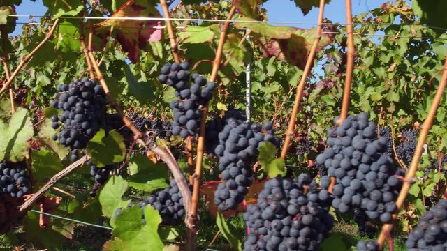 Handheld shot of a bunch of vine grapes ready for harvest in a beautiful vineyard on a sunny autumn day.