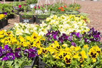 Selling seedlings of Pansy Viola flowers of various colors in boxes on the market