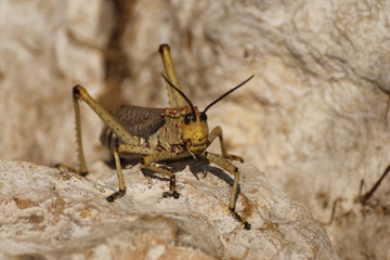Heuschrecke auf Stein