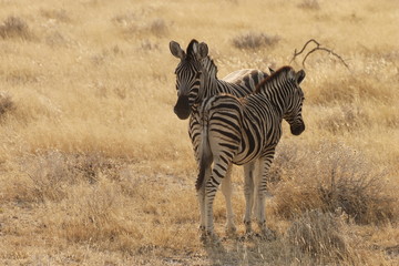 Zebra in Namibia