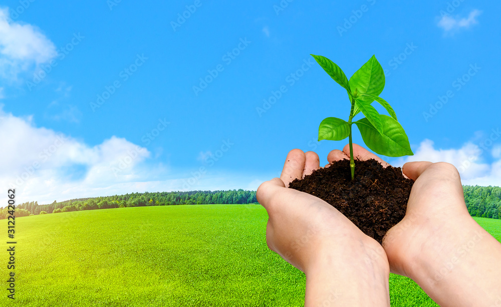 Wall mural hands holding young green plant on meadow and sky background. save earth.