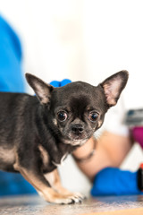 Professional veterinary examination of a small dog of the Chihuahua breed in a veterinary clinic. Pet health