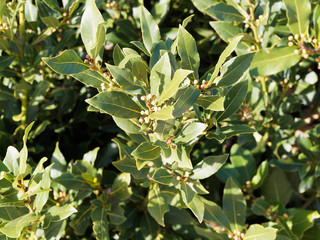 (Laurus nobilis) Aromatic dark green Leaves of true laurel or sweet bay