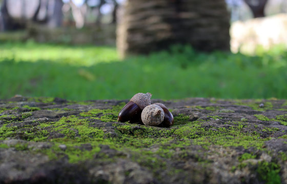 Escena de conjunto de bellotas en el bosque