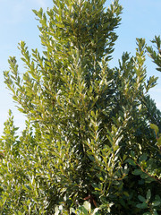 (Laurus nobilis) Laurel shrub in Provence