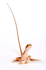 Streifenbasilisk (Basiliscus vittatus) - Brown basilisk, striped basilisk