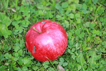 red Apple on green grass