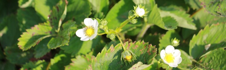 wild strawberry flowers in the garden
