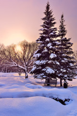 Picturesque colorful winter landscape in city park at sunrise