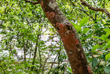 Detail of tree trunk stained with natural red fungi