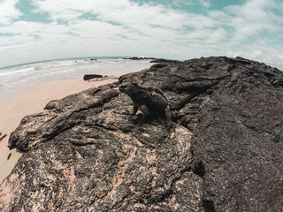 Marine iguana on the rocks