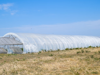 A group of greenhouses for growing tomatoes and cucumbers.