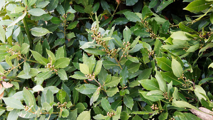 (Laurus nobilis) Aromatic dark green Leaves of true laurel