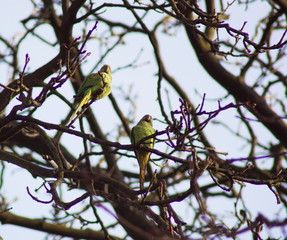 Zwei hübsche grüne Nymphensittiche auf einem Baum im Winter