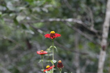 red poppy flower