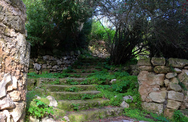 Antiguo camino en el bosque