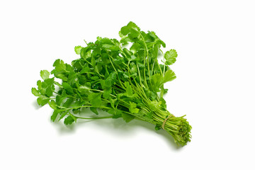 Fresh raw cilantro bunch isolated white background. Organic cilantro closeup 
