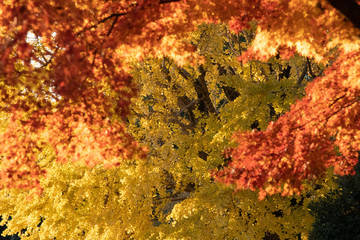 Autumn leaves at Tokyo Japan