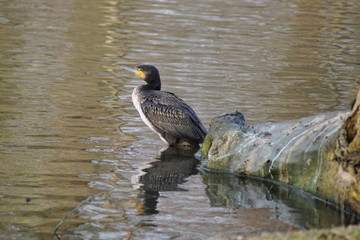 Ein hübscher Kormoran genannt an einem See am Wasser