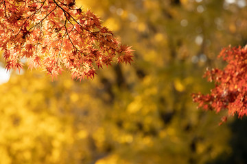 Autumn leaves at Tokyo Japan