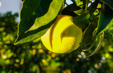 unripe green orange on a tree