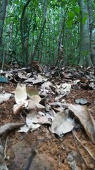 mushrooms in forest