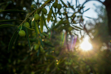 green olives in the sunset