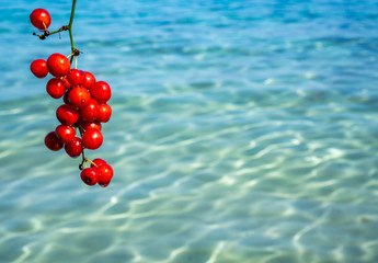 red berries in front of blue sea
