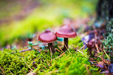 mushroom in the forest