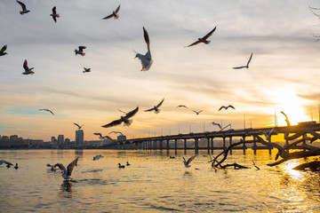 A flock of seagulls on the banks of the city river.