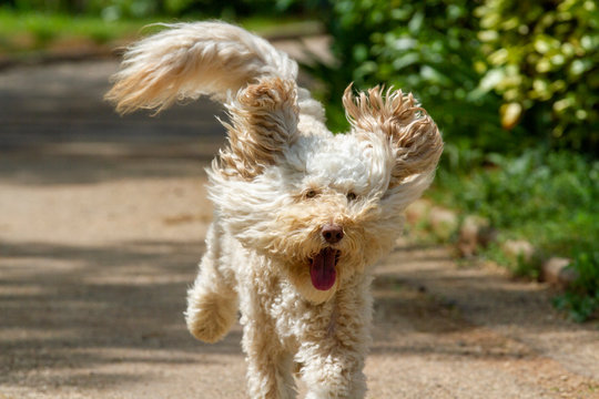 Australian Labradoodle