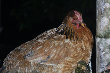 hen on a farm night