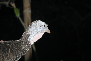 turkey on a farm at night