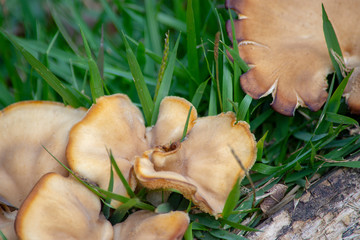 Fototapeta premium wild mushroom