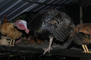 turkey on a farm at night