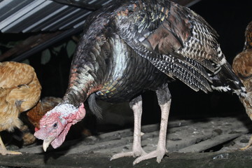 turkey on a farm at night