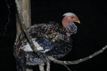 hen on a farm night