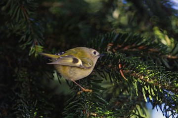 Ein Wintergoldhähnchen sitzt im Frühling in einem Eiben Busch, Regulus regulus