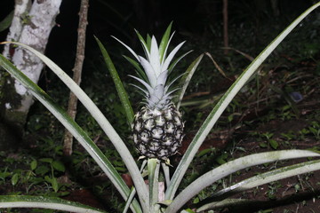 pineapple on a tree