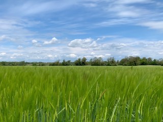 long exposure photo of Barley in a beautiful english countryside field with blue sky and fluffy clouds
