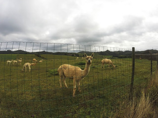 alpaca